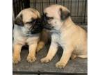Pug Puppy for sale in Greeley, CO, USA