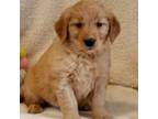 Golden Retriever Puppy for sale in Lancaster, PA, USA