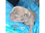 French Bulldog Puppy for sale in Saint Francis, MN, USA
