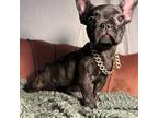 French Bulldog Puppy for sale in Hendrix, OK, USA