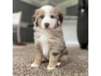 Miniature Australian Shepherd Puppy for sale in Jacksonville, FL, USA