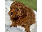 Poodle (Toy) Puppy for sale in Frisco, TX, USA