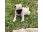 Pug Puppy for sale in Milan, TN, USA