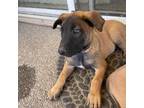 Mutt Puppy for sale in Antelope, CA, USA