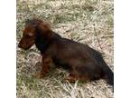 Dachshund Puppy for sale in Brookline, MA, USA