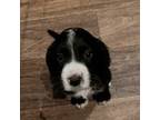 Boykin Spaniel Puppy for sale in Marietta, GA, USA