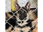 German Shepherd Dog Puppy for sale in Fostoria, OH, USA