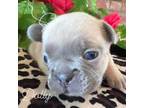 French Bulldog Puppy for sale in Louisville, KY, USA
