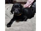 Labrador Retriever Puppy for sale in Wesley Chapel, FL, USA