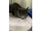 Chickadee Domestic Shorthair Adult Male