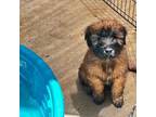 Soft Coated Wheaten Terrier Puppy for sale in Powder Springs, GA, USA