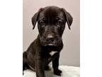 Picked Labrador Retriever Puppy Male