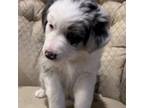 Australian Shepherd Puppy for sale in Yorba Linda, CA, USA