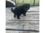 Pomeranian Puppy for sale in Atascosa, TX, USA