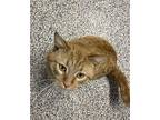 Bronco Domestic Shorthair Young Male