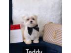 Maltese Puppy for sale in Easley, SC, USA