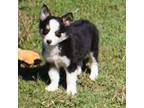 Border Collie Puppy for sale in Wichita, KS, USA