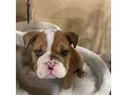 Bulldog Puppy for sale in Chicago, IL, USA