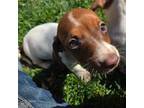 Dachshund Puppy for sale in Stitzer, WI, USA