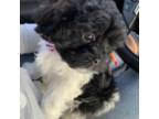 Shih-Poo Puppy for sale in Charlotte, NC, USA