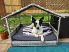 Adopt Caiden a Australian Cattle Dog / Blue Heeler