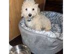 Maltipoo Puppy for sale in The Colony, TX, USA