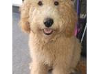 Goldendoodle Puppy for sale in Fayetteville, NC, USA