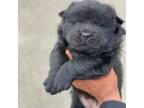 Chow Chow Puppy for sale in Memphis, TN, USA