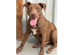 Adopt Taiko a Australian Cattle Dog / Blue Heeler, Pit Bull Terrier