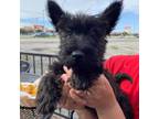 Scottish Terrier Puppy for sale in Mckinney, TX, USA