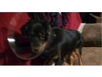 Adopt Blackjack a Dachshund