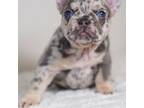 French Bulldog Puppy for sale in Burnsville, MN, USA