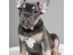 French Bulldog Puppy for sale in Burnsville, MN, USA