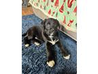 Adopt Aladen a Bernese Mountain Dog, Labrador Retriever