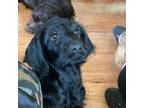 Labradoodle Puppy for sale in Austin, MN, USA