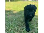 Schnauzer (Giant) Puppy for sale in Spring Hill, FL, USA