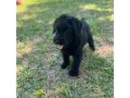 Schnauzer (Giant) Puppy for sale in Spring Hill, FL, USA