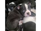 Boston Terrier Puppy for sale in Oak Harbor, OH, USA