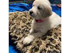 Golden Retriever Puppy for sale in Glendale, AZ, USA