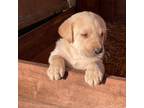 Labrador Retriever Puppy for sale in Bristol, TN, USA