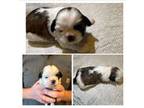 Shih Tzu Puppy for sale in Newland, NC, USA