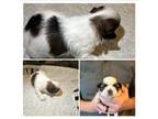 Shih Tzu Puppy for sale in Newland, NC, USA