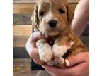 Mutt Puppy for sale in Wausau, WI, USA
