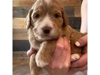 Mutt Puppy for sale in Wausau, WI, USA