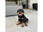 Rottie