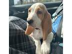 Basset Hound Puppy for sale in Auburn Hills, MI, USA