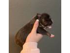Mutt Puppy for sale in Bruno, AR, USA