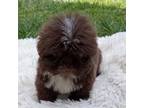 Shih Tzu Puppy for sale in Spring, TX, USA