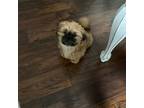 Shih Tzu Puppy for sale in Calabash, NC, USA