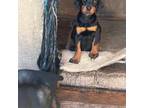 Doberman Pinscher Puppy for sale in Bakersfield, CA, USA